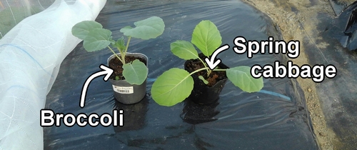 Broccoli and spring cabbage seedlings