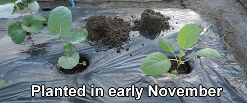 Broccoli and spring cabbage were planted in early November