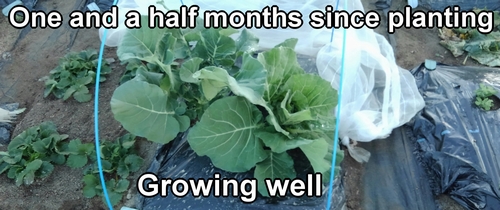 Broccoli and spring cabbage planted a month and a half ago