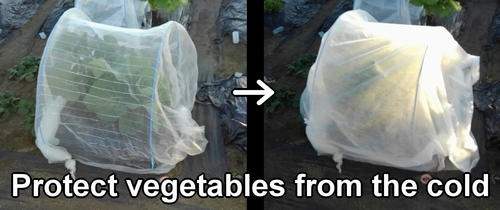 Covering the sections of broccoli and spring cabbage with nonwoven fabric