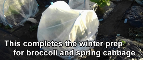 This completes the winter preparation for broccoli and spring cabbage