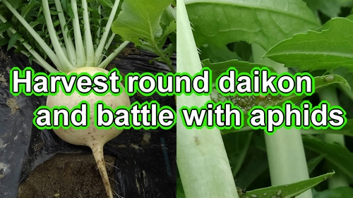 Harvesting round shape daikon radish