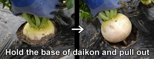 Hold the base of the round shape daikon radish and pull it out