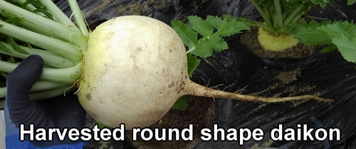 Harvested round shape daikon radish