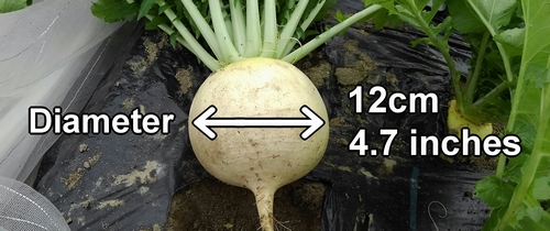 Harvested daikon was about 12cm (4.7 inches) in diameter