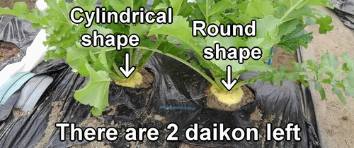 I will harvest the remaining daikon later