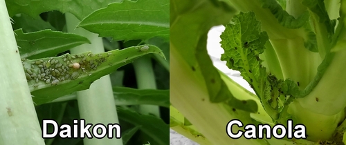 Aphids on daikon and canola