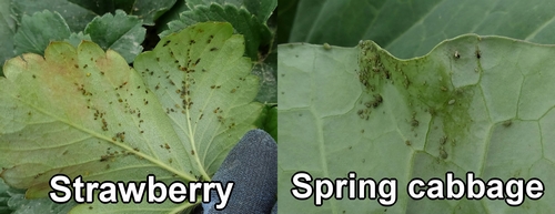 Aphids on strawberries and spring cabbage