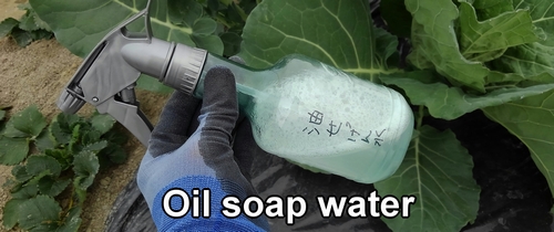 Oil soap water