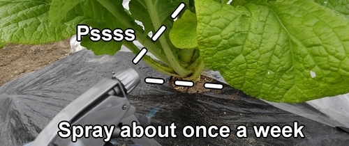 Spray the vegetables about once a week