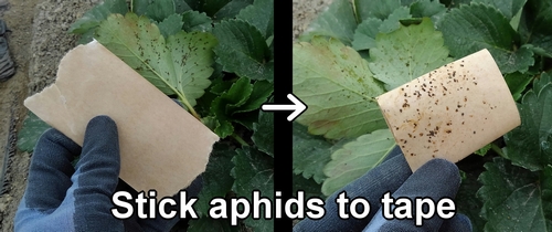 Stick aphids to tape