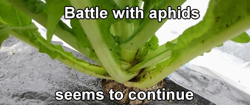 The battle with aphids seems to continue