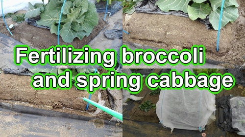 Fertilizing broccoli and spring cabbage (Best organic fertilizer for broccoli and spring cabbage)