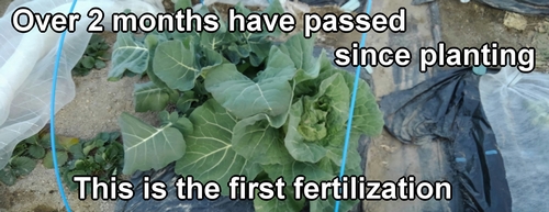 This is the first fertilization for the broccoli and spring cabbage