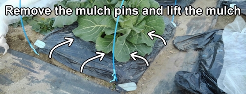 Lift the mulch and check the soil condition