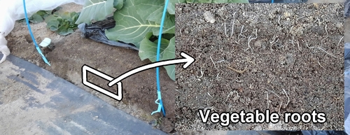 Roots of broccoli and spring cabbage