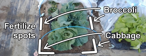 Fertilization spots for broccoli and spring cabbage