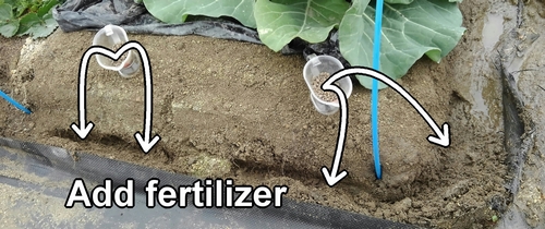 Add fertilizer to the broccoli and spring cabbage