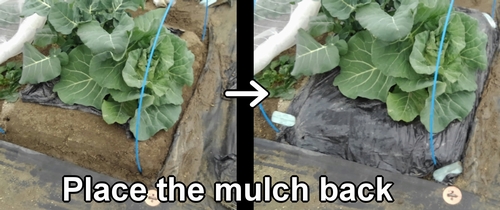 Put back the mulch sheet on the broccoli and spring cabbage bed
