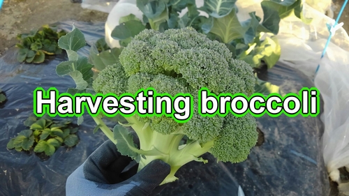 Harvesting broccoli (Broccoli plant full grown)
