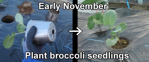Plant broccoli seedlings