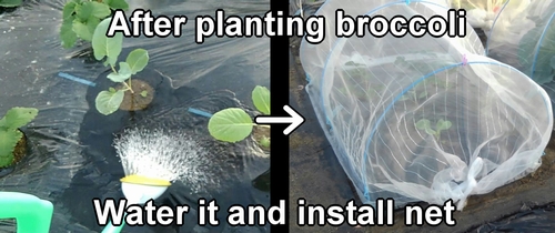 After planting broccoli, install insect netting