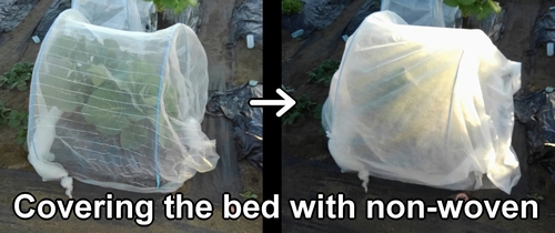 Covering the broccoli bed with non-woven fabric