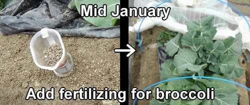 The fertilization of broccoli was done in mid-January