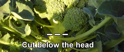 Broccoli is harvested by cutting below the head