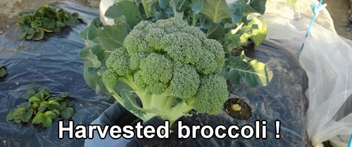 Harvested broccoli