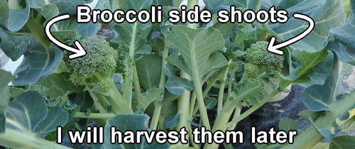 Broccoli side shoots