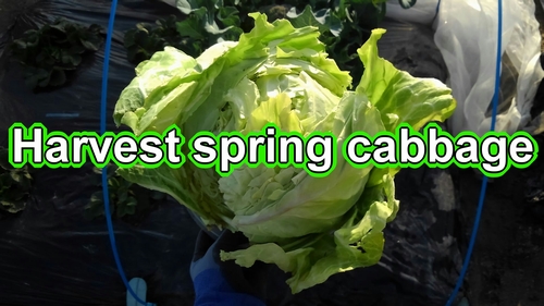 Harvesting spring cabbage (Spring cabbage maturity time)