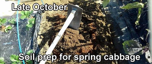 Preparing soil for growing spring cabbage