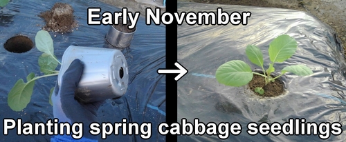 Planting spring cabbage seedlings (Planting spring cabbage is suitable in November)