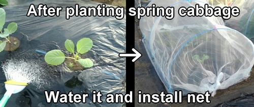 After planting spring cabbage, install insect netting