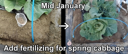 The fertilization of spring cabbage was done in mid-January