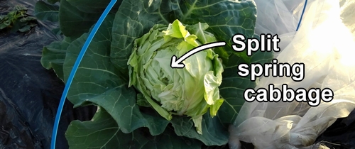 Split spring cabbage