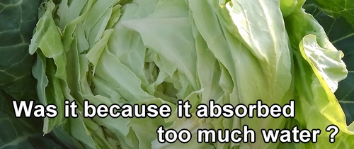 The cause of split heads in spring cabbage might be the rain