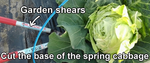Cut the base of the spring cabbage with gardening scissors