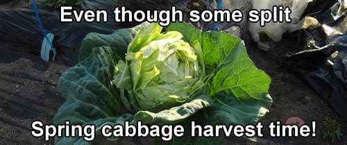The harvested spring cabbage