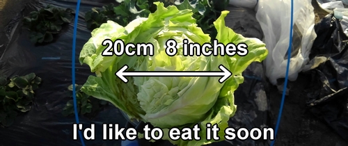 The harvested spring cabbage has a diameter of about 20cm (8 inches)