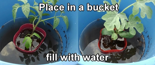 Soak the potting soil with water