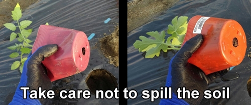 Take care not to spill the soil