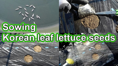 Planting Korean red leaf lettuce seeds