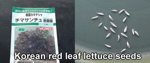 Korean red leaf lettuce seeds (Sangchu seeds)