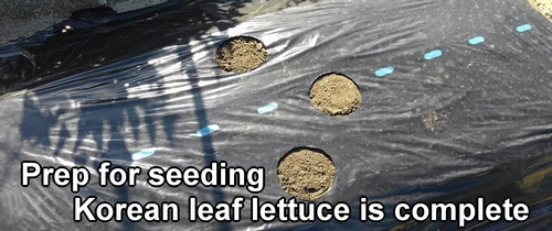 Prep for seeding Korean leaf lettuce is complete