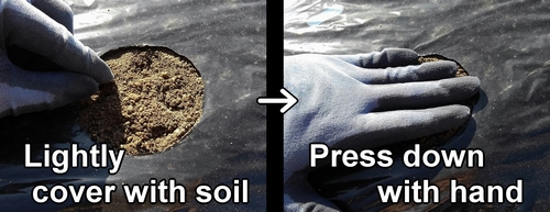 Lightly cover the seeds with soil