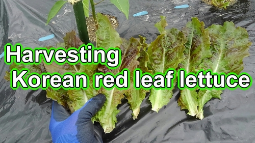 Harvesting Korean red leaf lettuce