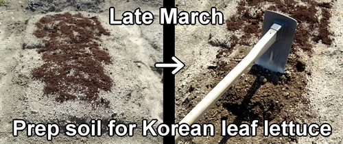 Preparing the soil for Korean red leaf lettuce