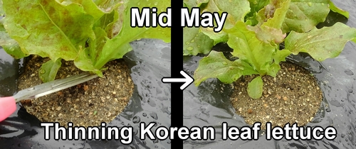 Thinning the Korean red leaf lettuce